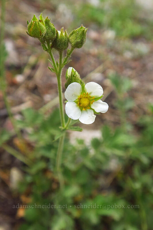 Sierra wood-beauty (Drymocallis lactea var. lactea (Potentilla glandulosa var. nevadensis)) [Little Lakes Trail, John Muir Wilderness, Inyo County, California]