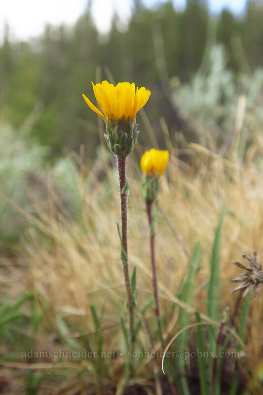 alpine-flames (Pyrrocoma apargioides (Haplopappus apargioides)) [Little Lakes Valley Trailhead, Inyo National Forest, Inyo County, California]