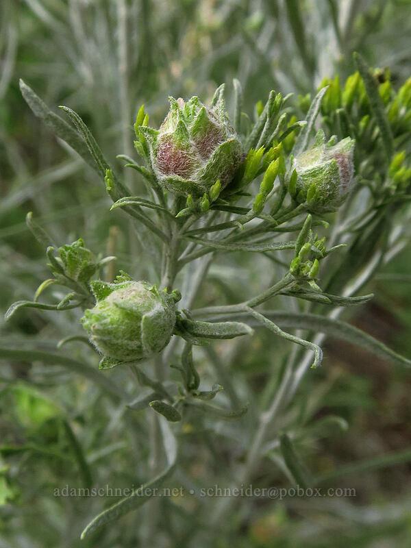 fruit fly galls on gray rabbitbrush (Procecidochares sp., Ericameria nauseosa (Chrysothamnus nauseosus)) [June Lake Loop Road, Inyo National Forest, Mono County, California]