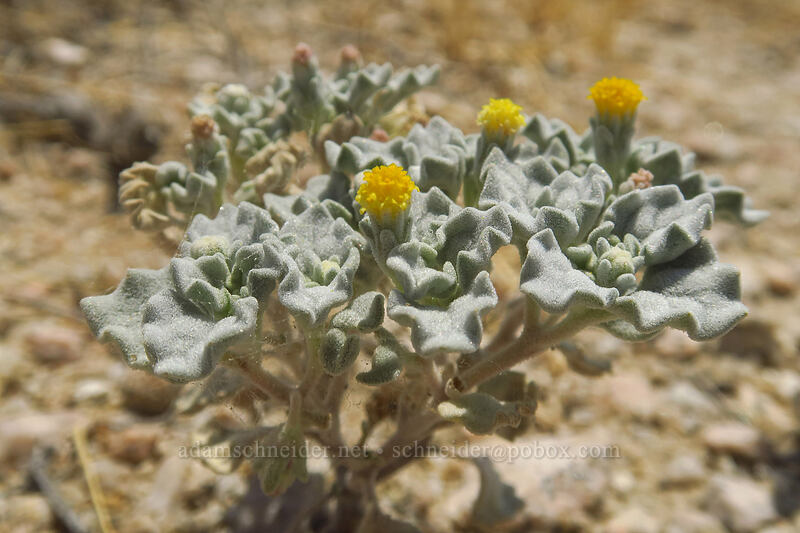 turtleback (mealy rosettes) (Psathyrotes annua) [Whitney Portal Road, Inyo County, California]
