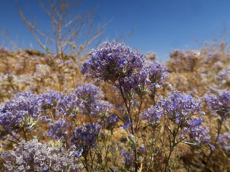 giant woolly-stars (Eriastrum densifolium) [Horseshoe Meadows Road, Inyo National Forest, Inyo County, California]