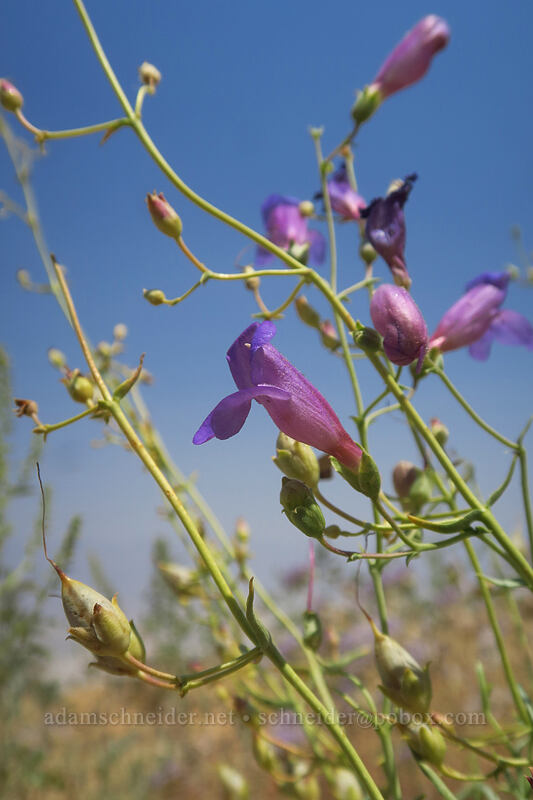 Mojave beardtongue (Penstemon incertus) [Horseshoe Meadows Road, Inyo National Forest, Inyo County, California]