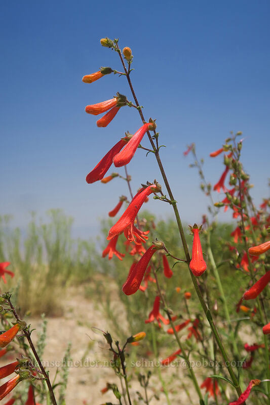 beaked penstemon (Penstemon rostriflorus (Penstemon bridgesii)) [Horseshoe Meadows Road, Inyo National Forest, Inyo County, California]