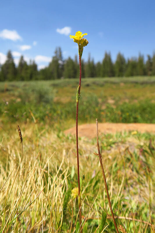 club-moss mouse-tail (Ivesia lycopodioides (Potentilla lycopodioides)) [Horseshoe Meadow, Golden Trout Wilderness, Inyo County, California]