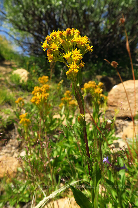 northern goldenrod (Solidago multiradiata) [Horseshoe Meadow, Golden Trout Wilderness, Inyo County, California]
