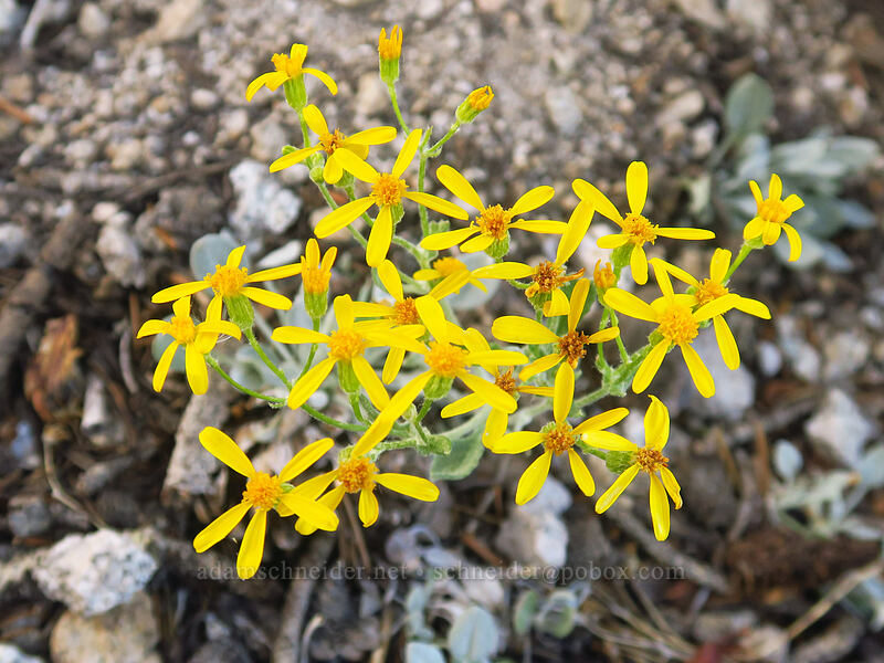 woolly groundsel (Packera cana (Senecio canus)) [Pacific Crest Trail, Golden Trout Wilderness, Tulare County, California]