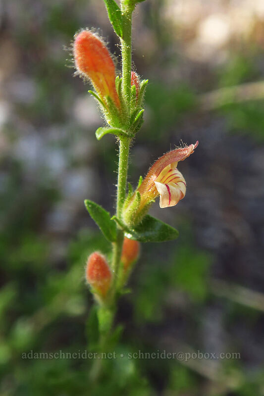 Rothrock's keckiella (Keckiella rothrockii var. rothrockii (Penstemon rothrockii)) [Pacific Crest Trail, Golden Trout Wilderness, Tulare County, California]