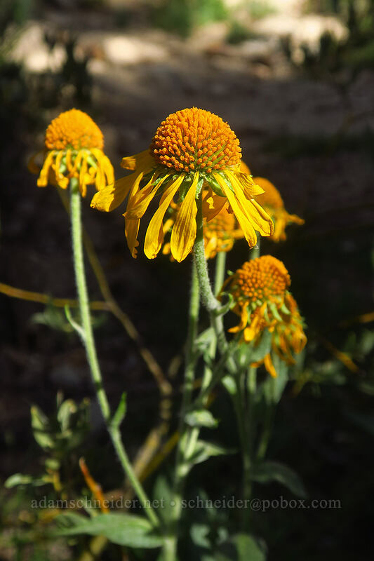 Bigelow's sneezeweed (Helenium bigelovii) [Mulkey Pass Trail, Golden Trout Wilderness, Inyo County, California]