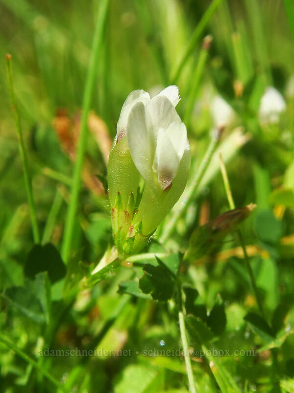 carpet clover (Trifolium monanthum) [Mulkey Pass Trail, Golden Trout Wilderness, Inyo County, California]