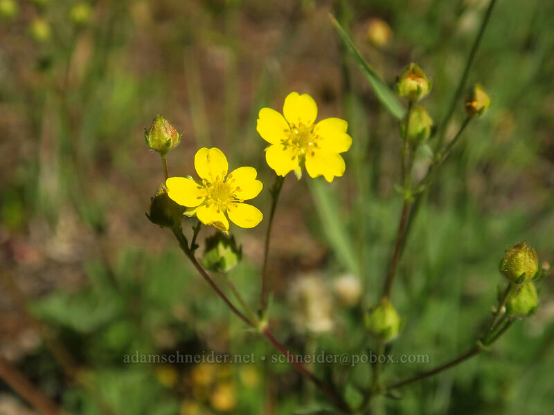varied-leaf cinquefoil (Potentilla diversifolia (Potentilla glaucophylla var. glaucophylla)) [Mulkey Pass Trail, Golden Trout Wilderness, Inyo County, California]