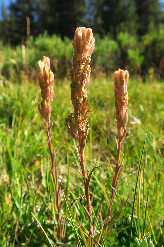 Salmon Creek paintbrush (Castilleja praeterita) [Round Valley, Golden Trout Wilderness, Inyo County, California]