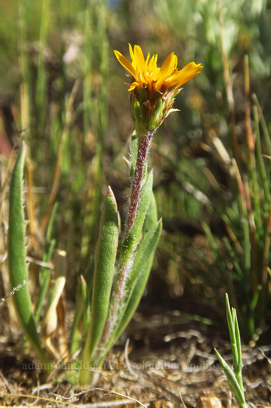 alpine-flames (Pyrrocoma apargioides (Haplopappus apargioides)) [Round Valley, Golden Trout Wilderness, Inyo County, California]