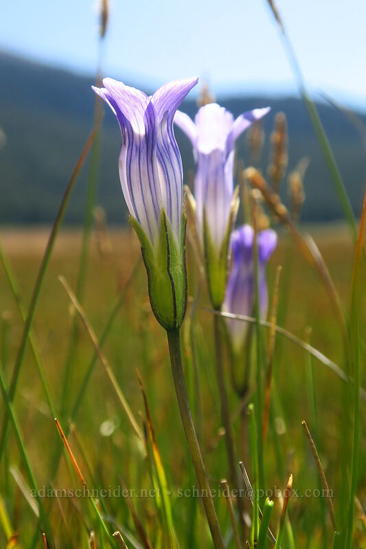 Sierra gentian (Gentianopsis holopetala (Gentiana holopetala)) [Round Valley, Golden Trout Wilderness, Inyo County, California]