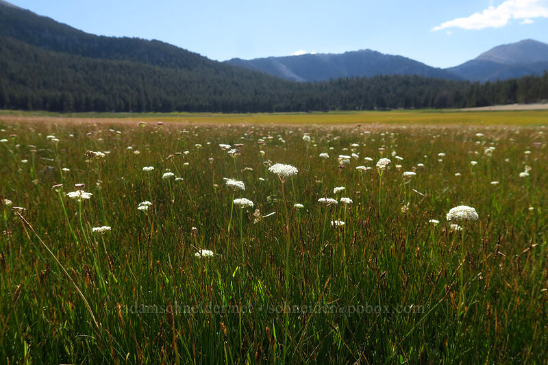 Parish's yampah (Perideridia parishii) [Round Valley, Golden Trout Wilderness, Inyo County, California]