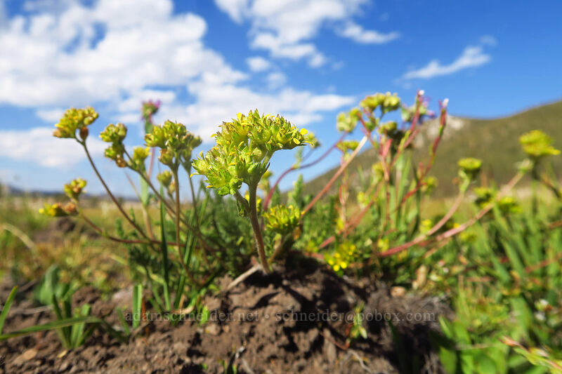 field ivesia (Ivesia campestris) [Round Valley, Golden Trout Wilderness, Inyo County, California]