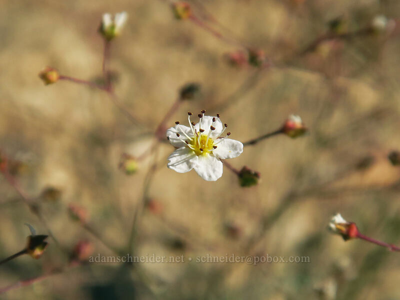 Sierra mouse-tail (Ivesia santolinoides (Potentilla santolinoides)) [Round Valley, Golden Trout Wilderness, Inyo County, California]