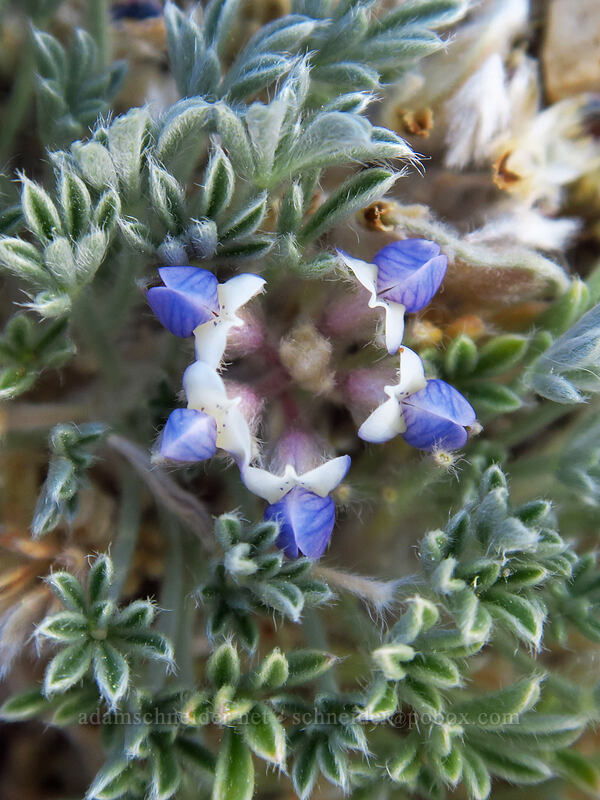 matted Brewer's lupine (Lupinus breweri var. bryoides) [Round Valley, Golden Trout Wilderness, Inyo County, California]