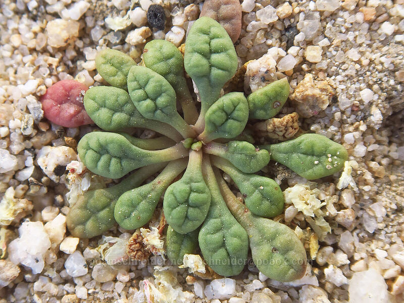 pussypaws leaves (Calyptridium sp. (Cistanthe sp.)) [Round Valley, Golden Trout Wilderness, Inyo County, California]