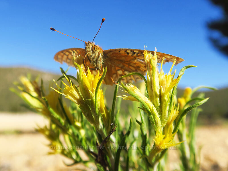 fritillary butterfly on rough rabbitbrush (Speyeria sp., Ericameria parryi var. aspera (Chrysothamnus parryi ssp. asper)) [Horseshoe Meadow, Golden Trout Wilderness, Inyo County, California]
