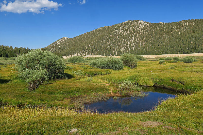 Horseshoe Meadow [Horseshoe Meadow, Golden Trout Wilderness, Inyo County, California]