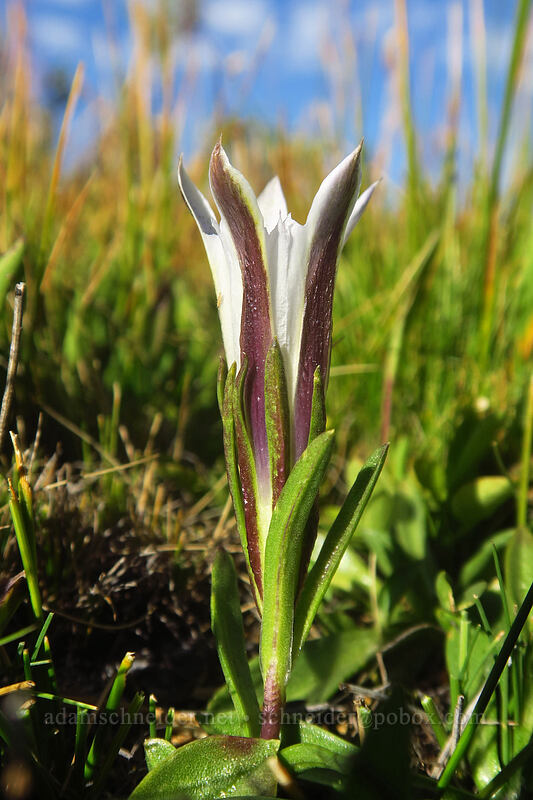 alpine gentian (Gentiana newberryi var. tiogana) [Horseshoe Meadow, Golden Trout Wilderness, Inyo County, California]