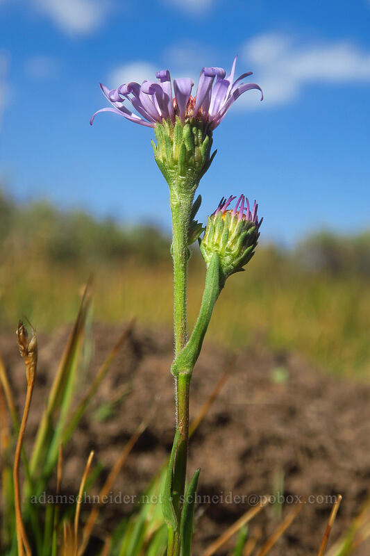 western long-leaf aster (Symphyotrichum ascendens (Aster ascendens)) [Horseshoe Meadow, Golden Trout Wilderness, Inyo County, California]