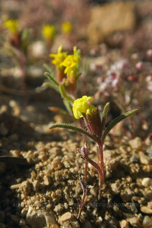 California mountain pincushion (Orochaenactis thysanocarpha) [Horseshoe Meadow, Golden Trout Wilderness, Inyo County, California]