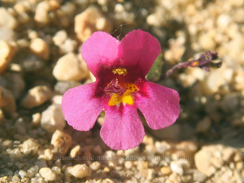 dwarf monkeyflower (Diplacus nanus (Mimulus nanus)) [Horseshoe Meadow, Golden Trout Wilderness, Inyo County, California]