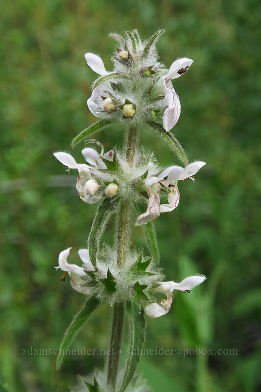 white-stem hedge-nettle (Stachys albens) [Horseshoe Meadows Road, Inyo National Forest, Inyo County, California]