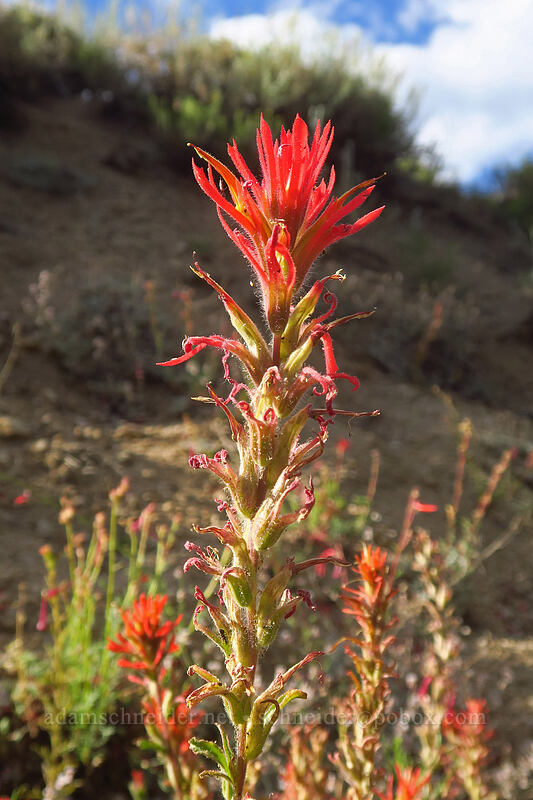 wavy-leaf paintbrush (Castilleja applegatei var. pinetorum) [Horseshoe Meadows Road, Inyo National Forest, Inyo County, California]