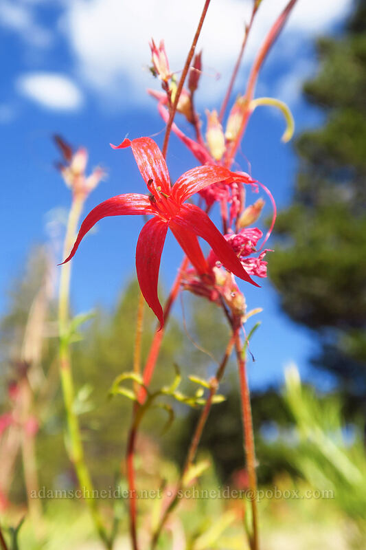 scarlet gilia (Ipomopsis aggregata) [Horseshoe Meadows Road, Inyo National Forest, Inyo County, California]