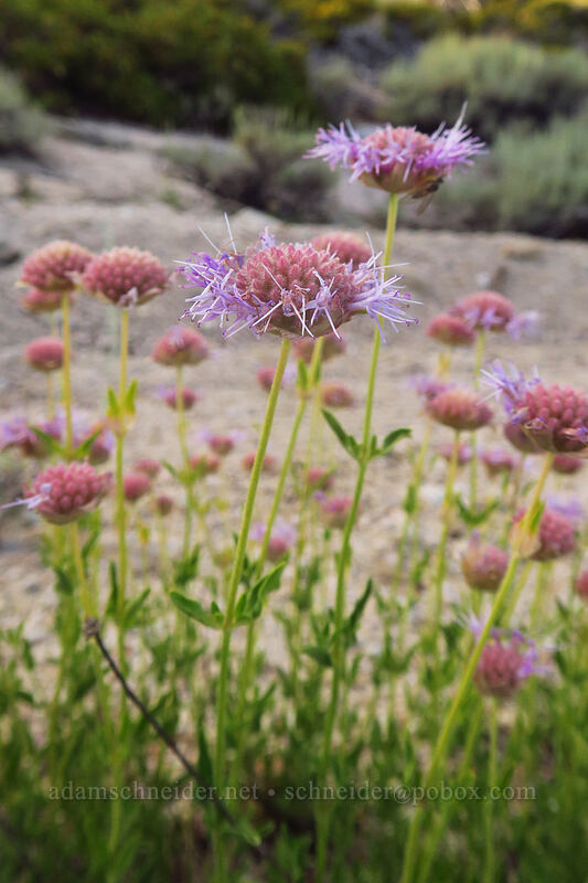 coyote mint (Monardella odoratissima) [Horseshoe Meadows Road, Inyo National Forest, Inyo County, California]