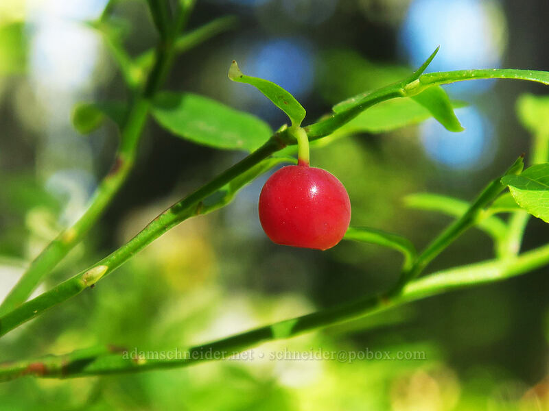 grouse whortleberry (Vaccinium scoparium) [Divide Camp Trail, Mt. Adams Wilderness, Skamania County, Washington]