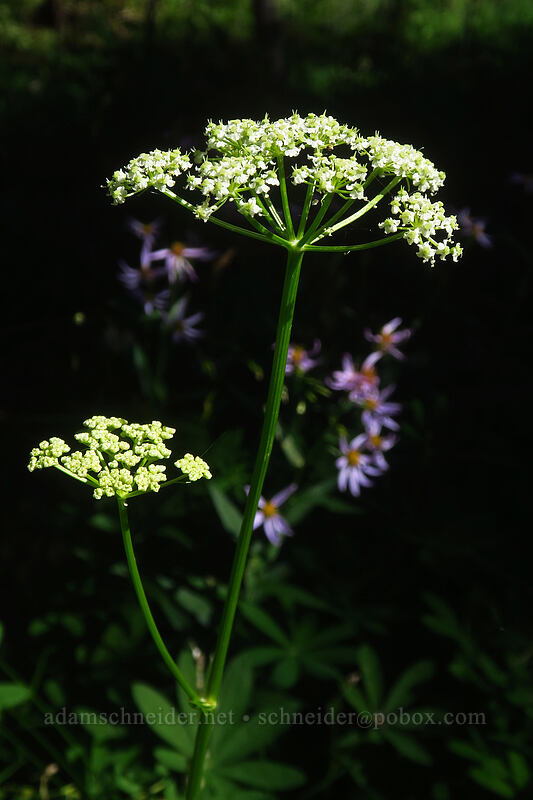 Gray's lovage (Ligusticum grayi) [Divide Camp Trail, Mt. Adams Wilderness, Skamania County, Washington]