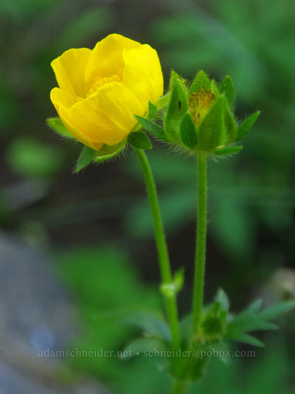 Drummond's cinquefoil (Potentilla drummondii) [Divide Camp Trail, Mt. Adams Wilderness, Skamania County, Washington]