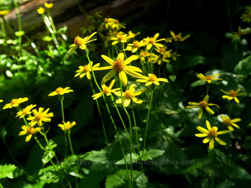 mountain arnica (Arnica latifolia) [Divide Camp Trail, Mt. Adams Wilderness, Skamania County, Washington]