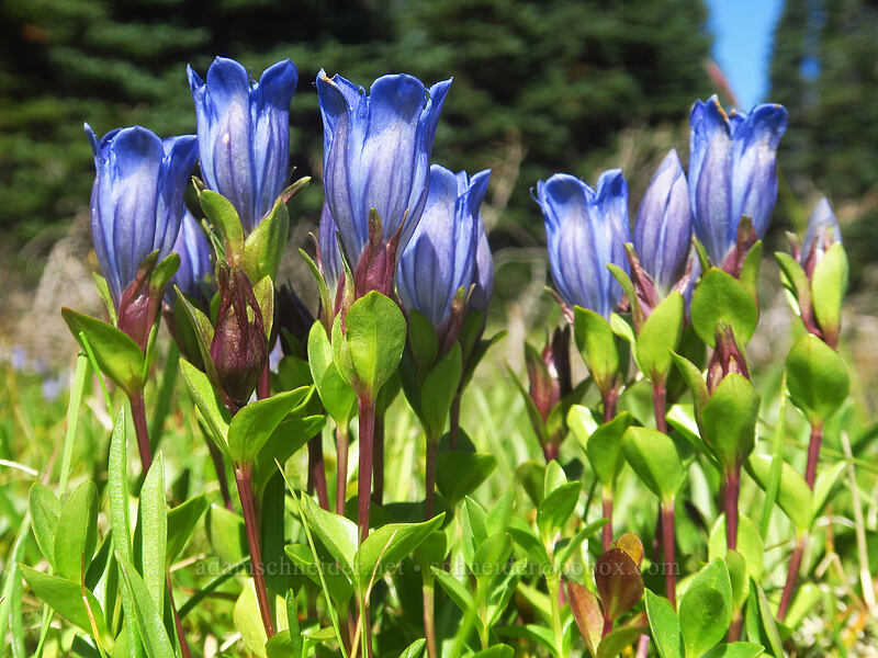 explorer's gentian (Gentiana calycosa) [Divide Camp Trail, Mt. Adams Wilderness, Skamania County, Washington]