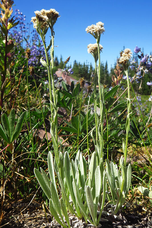 woolly pussy-toes (Antennaria lanata) [Adams Glacier Meadows, Mt. Adams Wilderness, Skamania County, Washington]