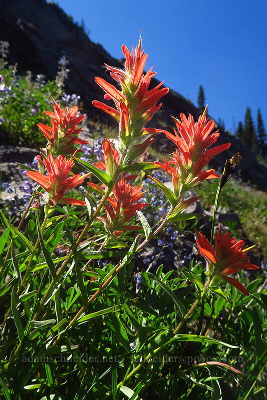 scarlet paintbrush (Castilleja miniata) [Adams Glacier Meadows, Mt. Adams Wilderness, Skamania County, Washington]
