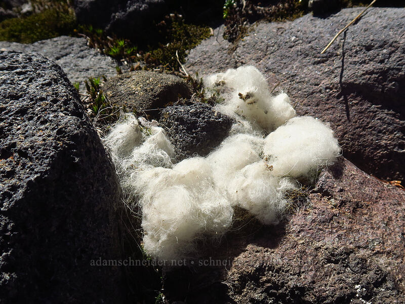 mountain goat fur (Oreamnos americanus) [Adams Glacier Meadows, Mt. Adams Wilderness, Skamania County, Washington]