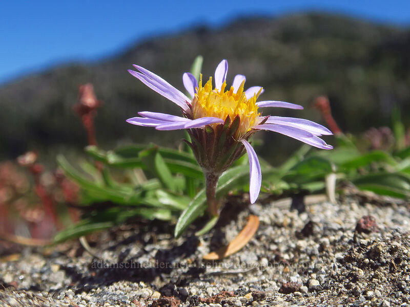 tundra aster (Oreostemma alpigenum var. alpigenum (Aster alpigenus)) [Adams Glacier Meadows, Mt. Adams Wilderness, Skamania County, Washington]