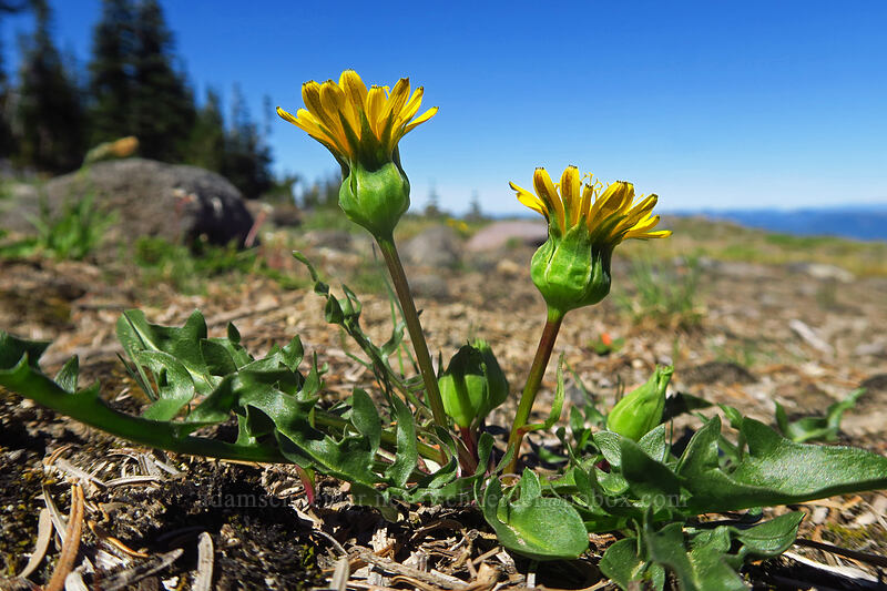 alpine lake agoseris (mountain dandelion) (Nothocalais alpestris (Microseris alpestris)) [Adams Glacier Meadows, Mt. Adams Wilderness, Skamania County, Washington]