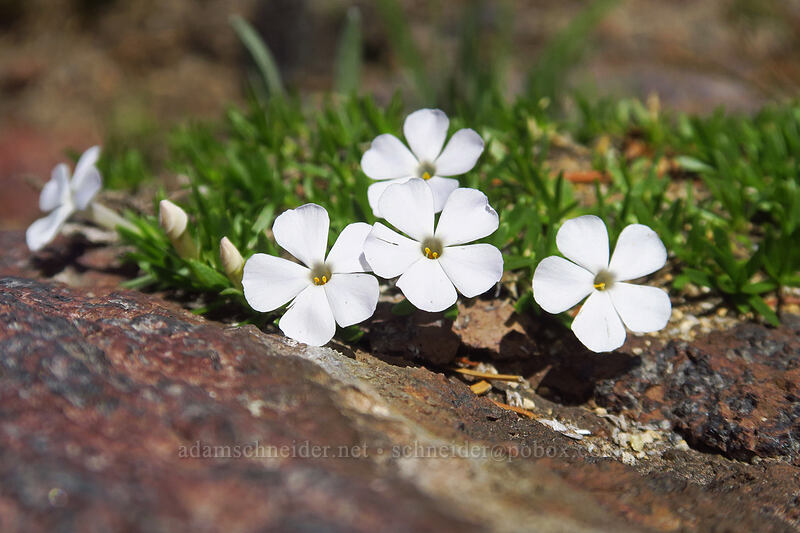 spreading phlox (Phlox diffusa) [Adams Glacier Meadows, Mt. Adams Wilderness, Skamania County, Washington]