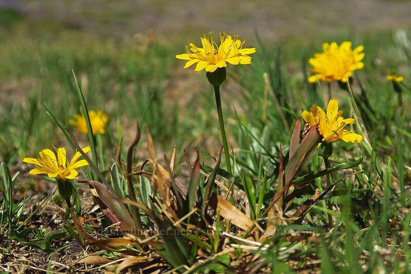 alpine lake agoseris (mountain dandelion) (Nothocalais alpestris (Microseris alpestris)) [Adams Glacier Meadows, Mt. Adams Wilderness, Skamania County, Washington]