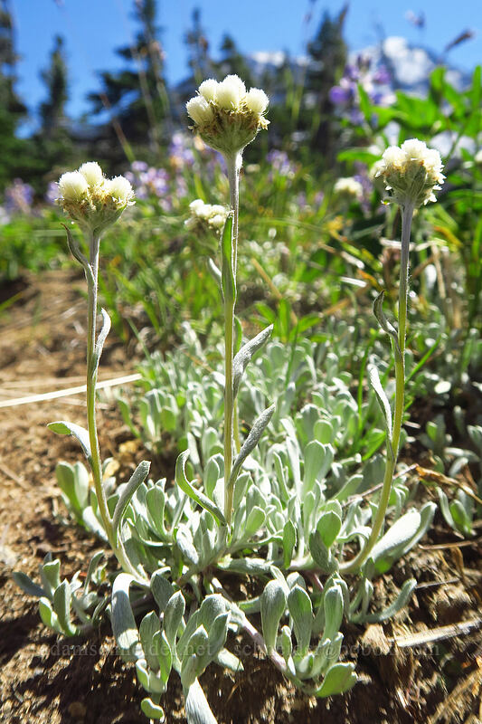 alpine pussy-toes (Antennaria media) [Adams Glacier Meadows, Mt. Adams Wilderness, Skamania County, Washington]