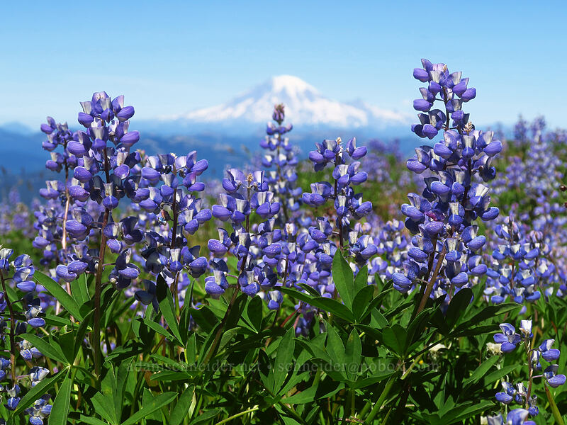 lupines & Mount Rainier (Lupinus sp.) [Adams Glacier Meadows, Mt. Adams Wilderness, Skamania County, Washington]