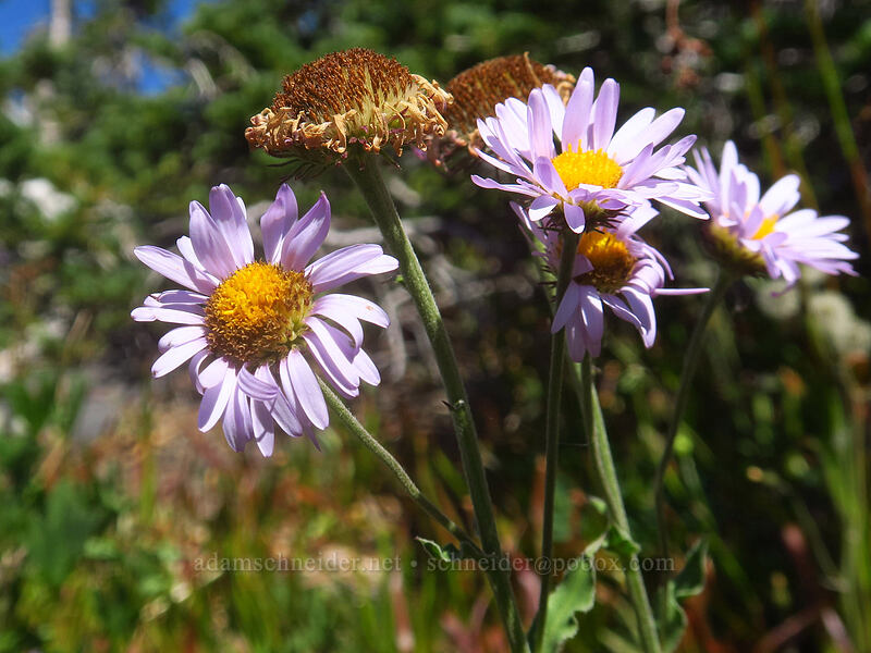 subalpine fleabane, fading (Erigeron glacialis var. glacialis) [Adams Glacier Meadows, Mt. Adams Wilderness, Skamania County, Washington]