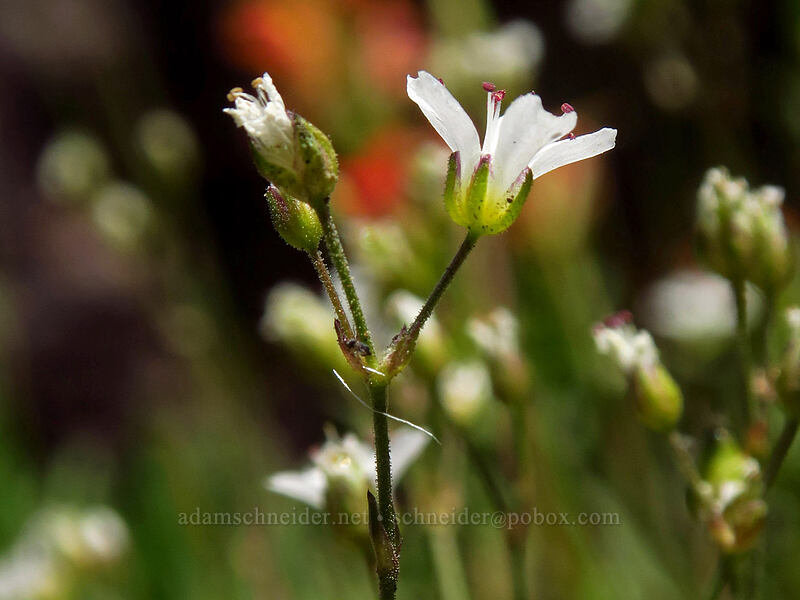 slender mountain sandwort (Eremogone capillaris (Arenaria capillaris)) [Adams Glacier Meadows, Mt. Adams Wilderness, Skamania County, Washington]