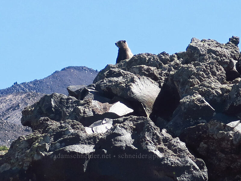 hoary marmot (Marmota caligata) [Adams Glacier Meadows, Mt. Adams Wilderness, Skamania County, Washington]