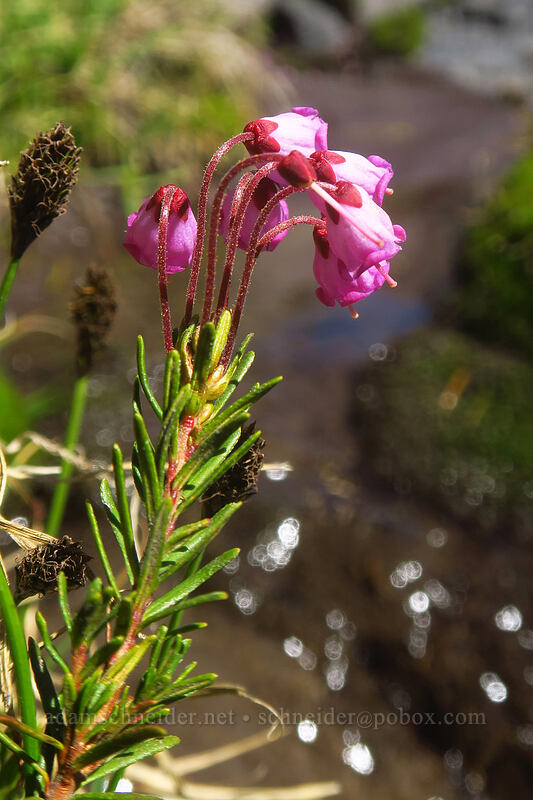 pink mountain heather (Phyllodoce empetriformis) [Adams Glacier Meadows, Mt. Adams Wilderness, Skamania County, Washington]